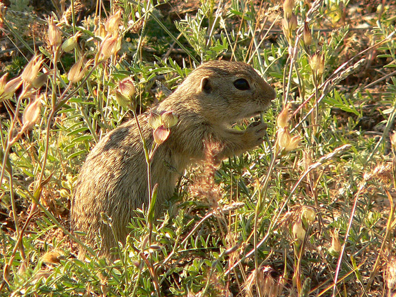 Spotted Souslik, Speckled Ground Squirrel (Spermophilus suslicus)