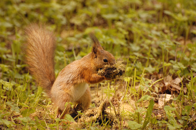 Squirrel (Sciurus vulgaris)