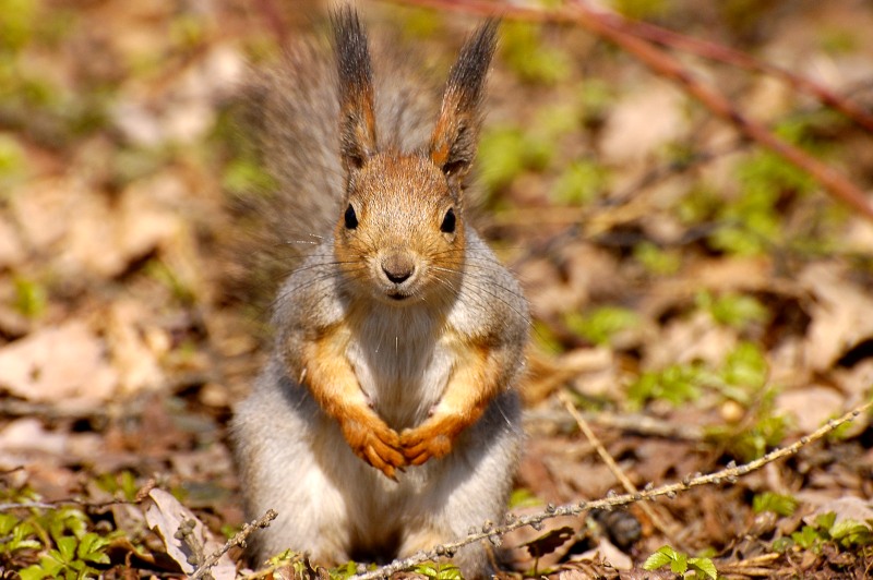 Squirrel (Sciurus vulgaris)