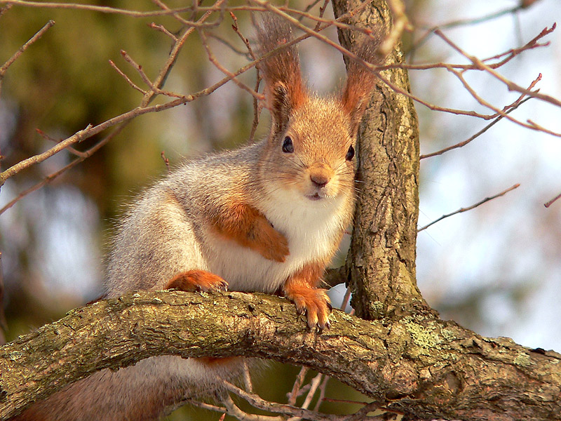 Squirrel (Sciurus vulgaris)