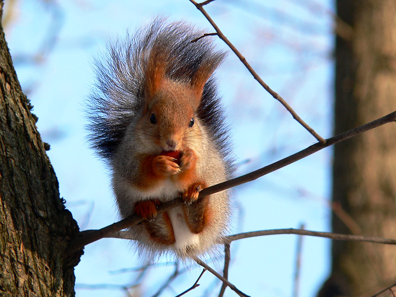 Squirrel (Sciurus vulgaris)