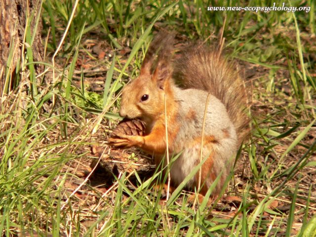 Squirrel (Sciurus vulgaris)