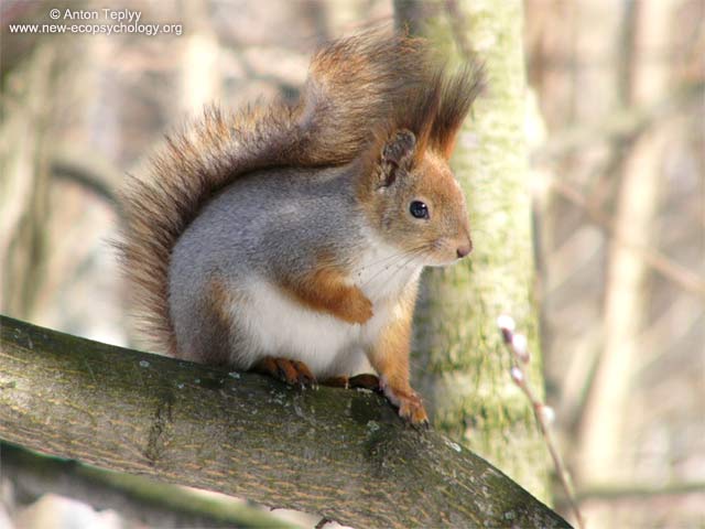 Squirrel (Sciurus vulgaris)
