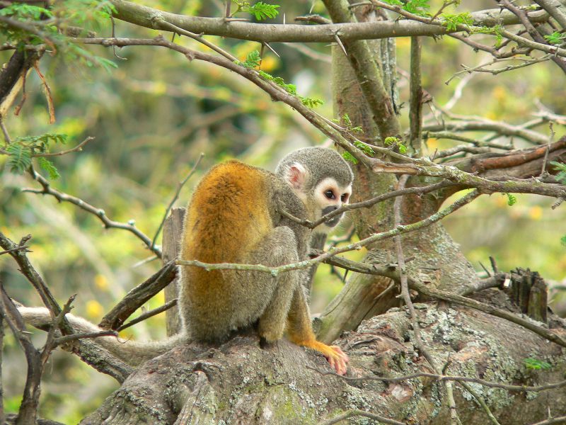 Common Squirrel Monkey (Saimiri sciureus)