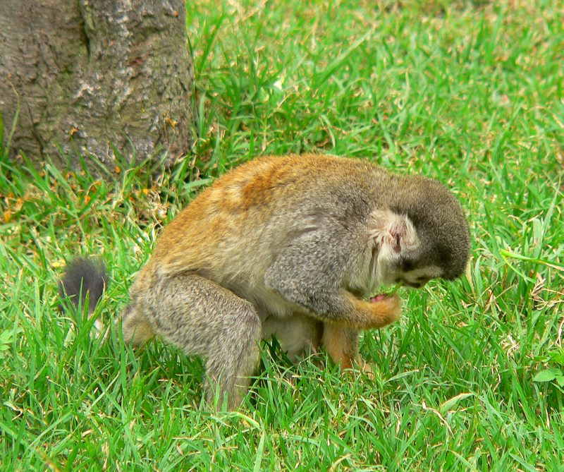 Common Squirrel Monkey (Saimiri sciureus)
