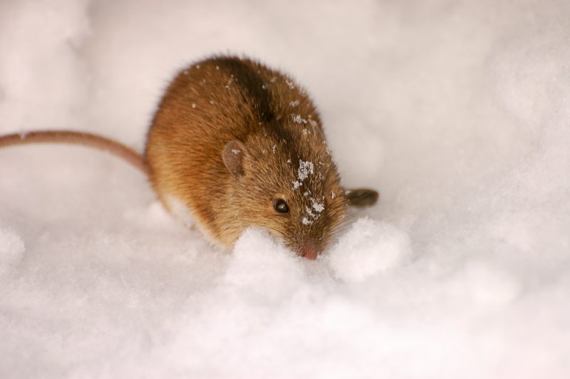 Striped Field Mouse (Apodemus agrarius)