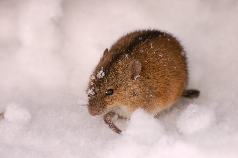 Striped Field Mouse (Apodemus agrarius)