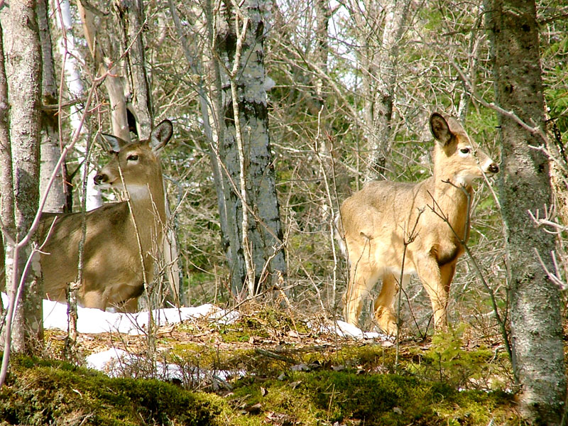 White-tailed Deer (Odocoileus virginianus)