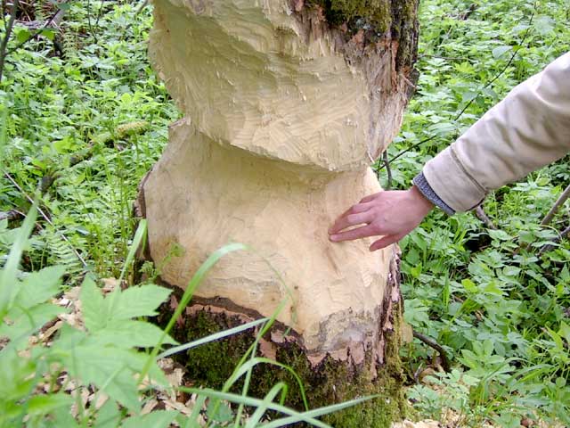 Work of beaver’s teeth.