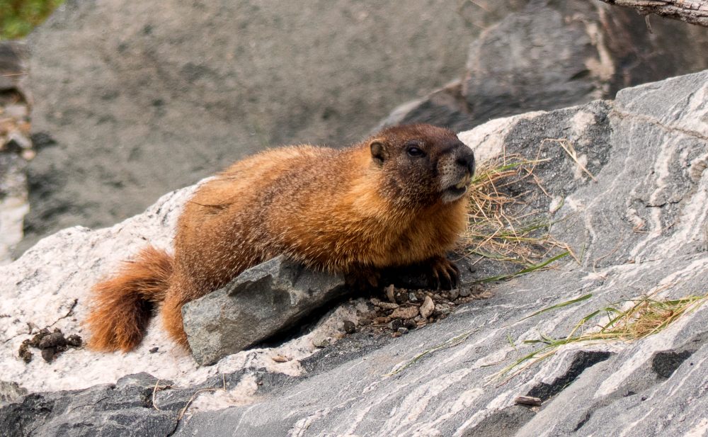 Marmotta dal ventre giallo (Marmota flaviventris)