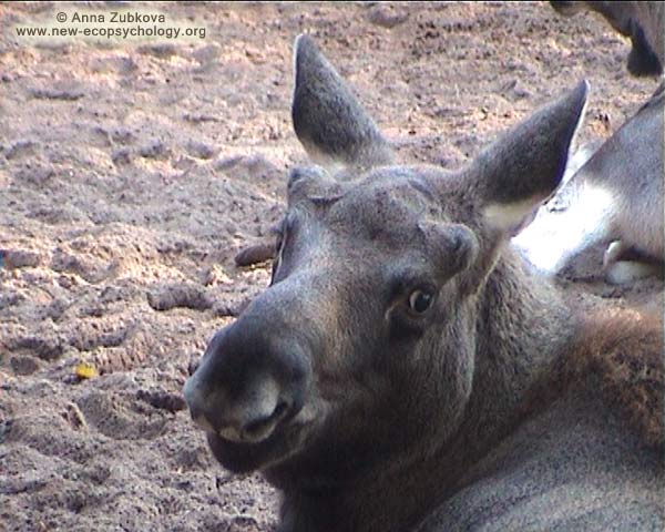 Moose (Alces alces)