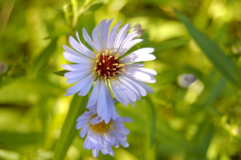 Aster (Aster salignus)