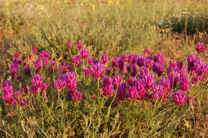Astragalus onobrychis