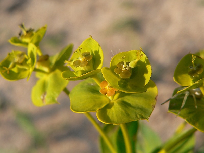 Euphorbia nicaeensis ssp. stepposa