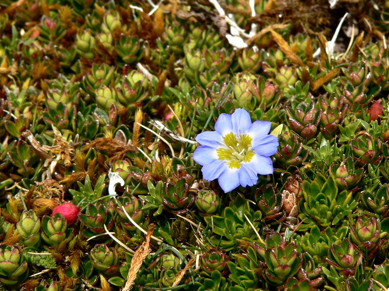 Gentiana sedifolia