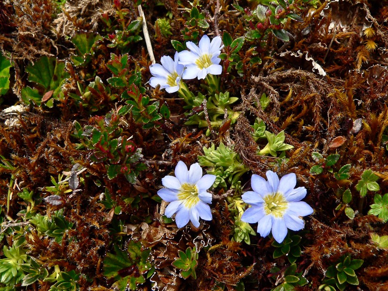 Gentiana sedifolia