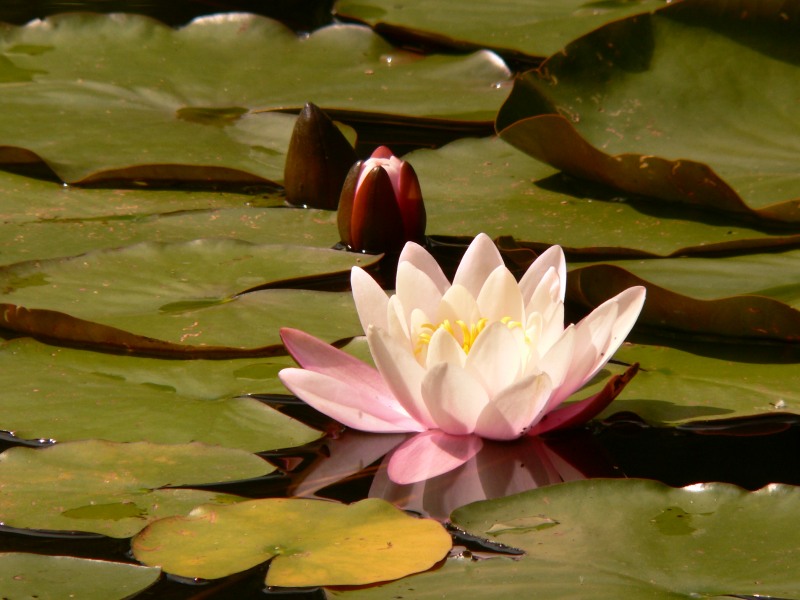 Seerose (Nymphaea Marliacea Rosea)