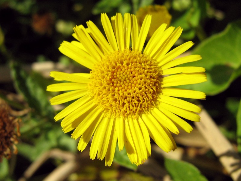 Pulicaria uliginosa