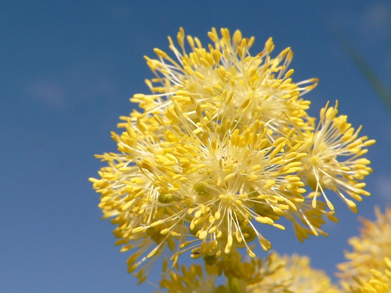 Thalictrum glaucum