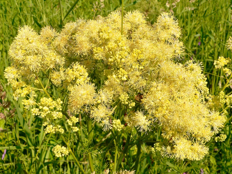 Thalictrum glaucum
