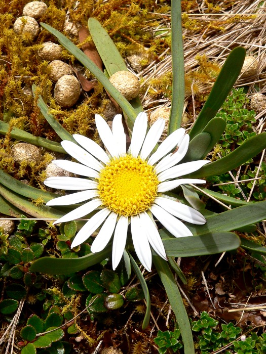 Werneria nubigena