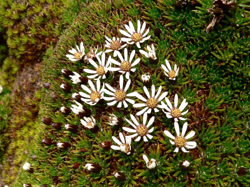 Xenophyllum humile