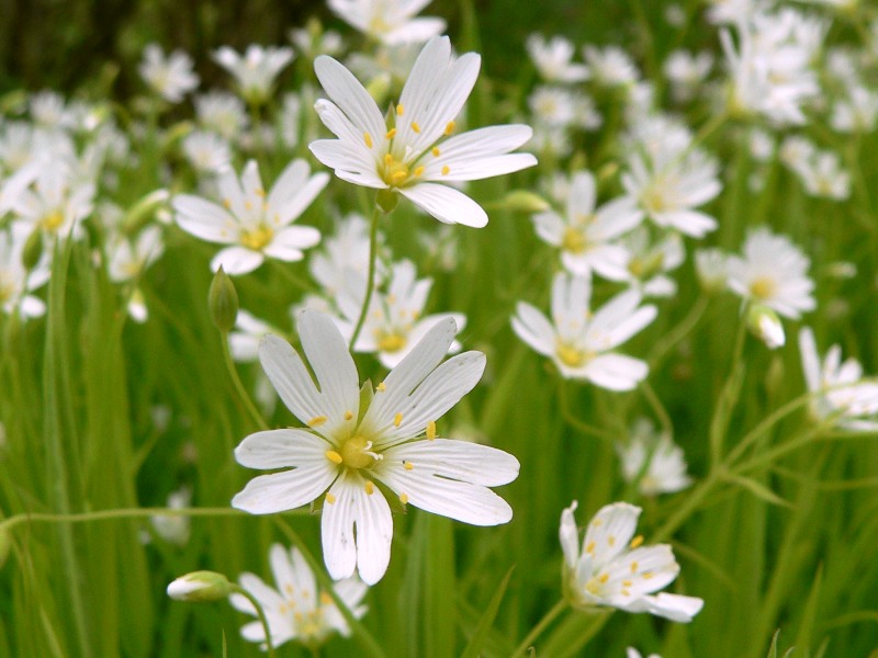 Addersmeat, or Greater Stitchwort (Stellaria holostea)