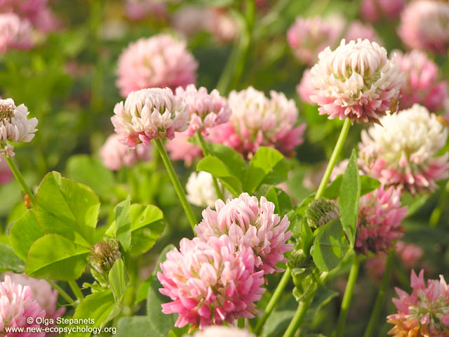 Trébol híbrido (Trifolium hybridum)