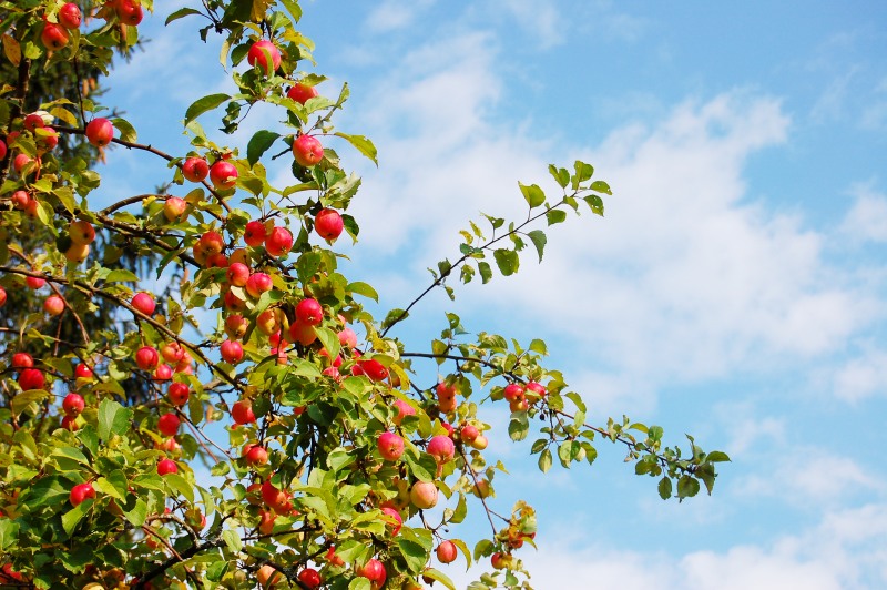 Apple tree (Malus)
