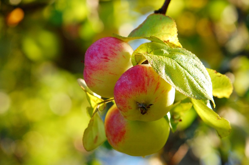 Apple tree (Malus)