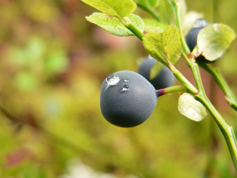 Mirtillo nero (Vaccinium myrtillus)