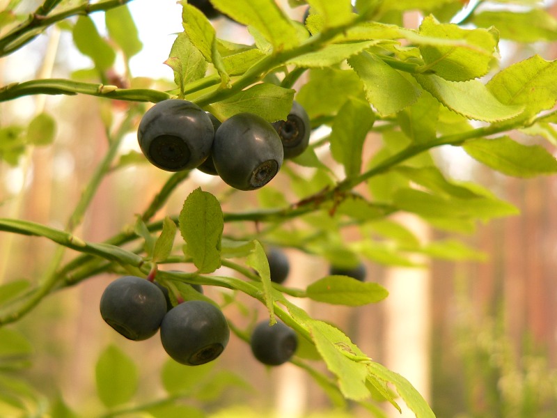 Common Bilberry (Vaccinium myrtillus)