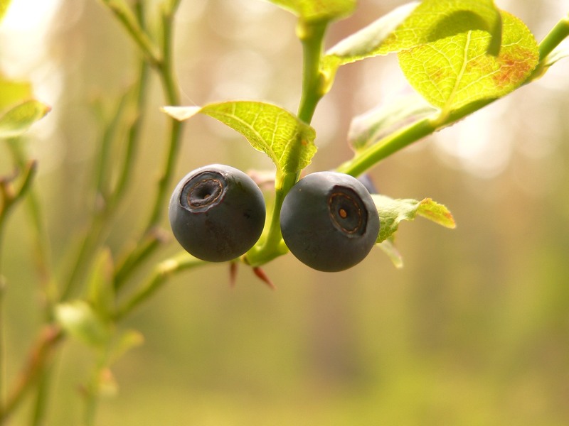 Mirtillo nero (Vaccinium myrtillus)