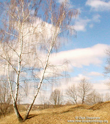 White birch in spring