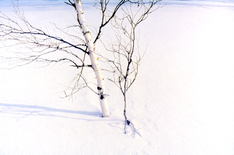 Birch in winter