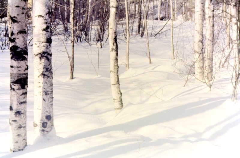 Birch forest in winter