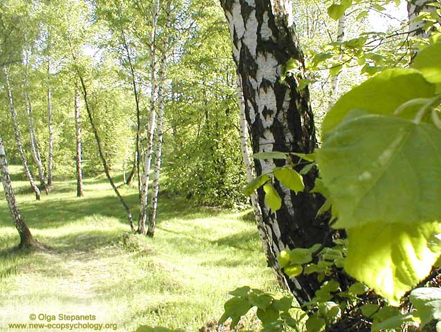 Downy Birch (Betula pubescens)