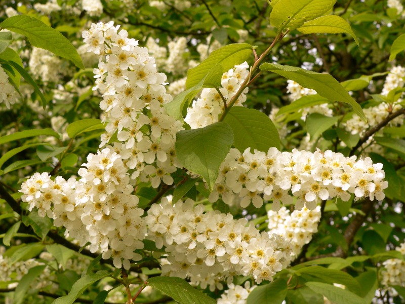 Gewöhnliche Traubenkirsche (Prunus padus)