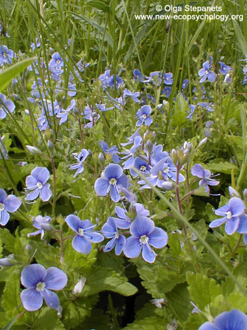 Bird’s-eye speedwell or germander speedwell (Veronica chamaedrys)