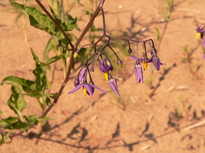 Morella rampicante (Solanum dulcamara)