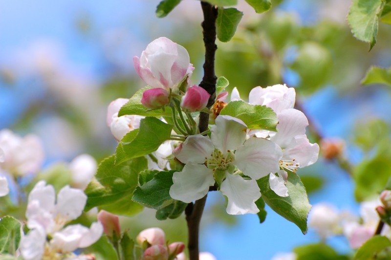 Apple tree (Malus)