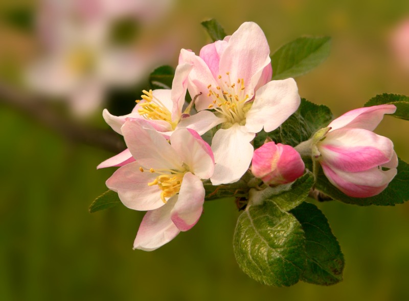 Apple tree (Malus)