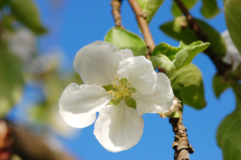 Apple tree (Malus)