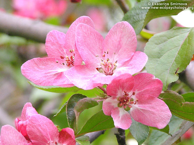 Blossoming of apple tree