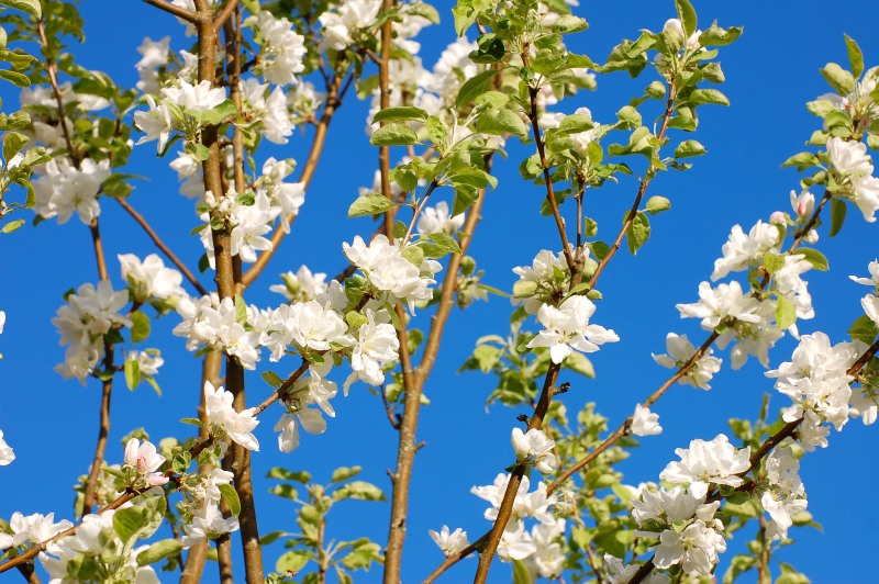 Blossoming of apple tree
