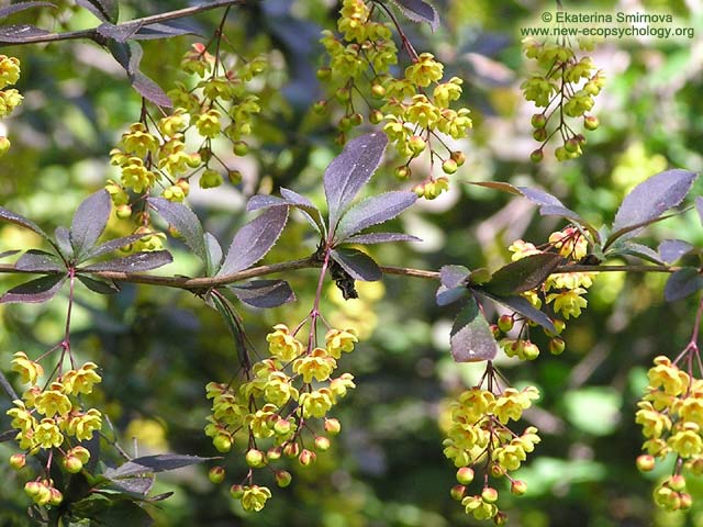 Crespino (Berberis vulgaris)