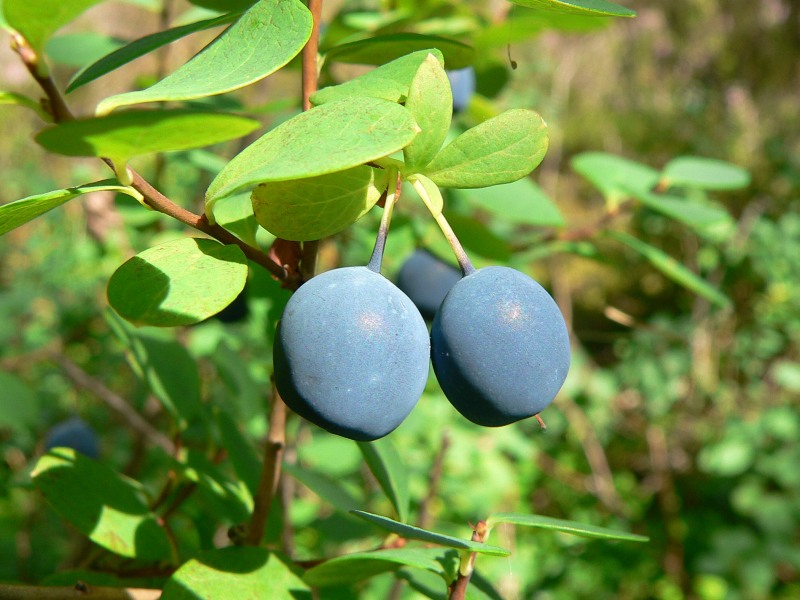 Bog Bilberry or Northern Bilberry (Vaccinium uliginosum)