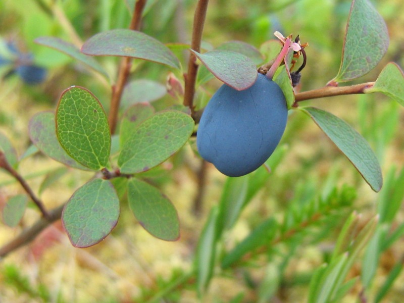 Bog Bilberry or Northern Bilberry (Vaccinium uliginosum)