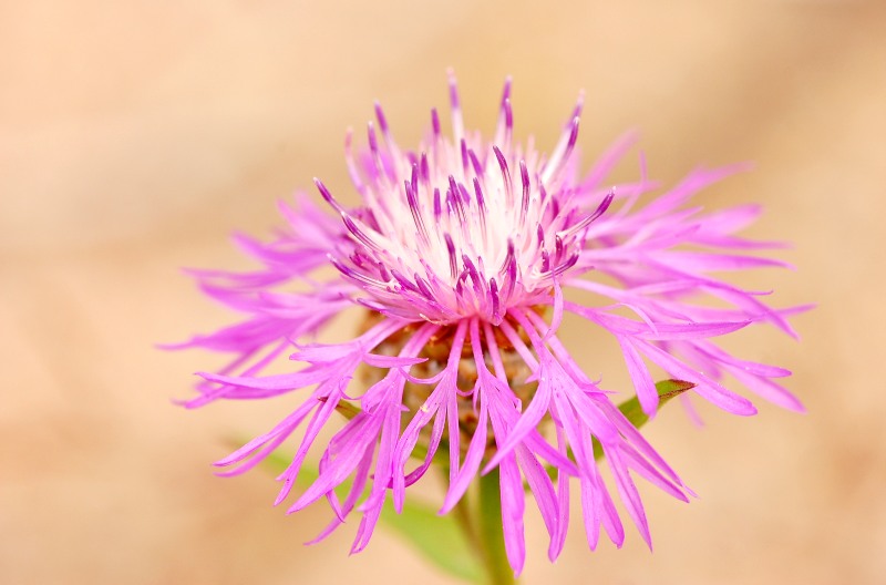 Aster (Centaurea jacea)