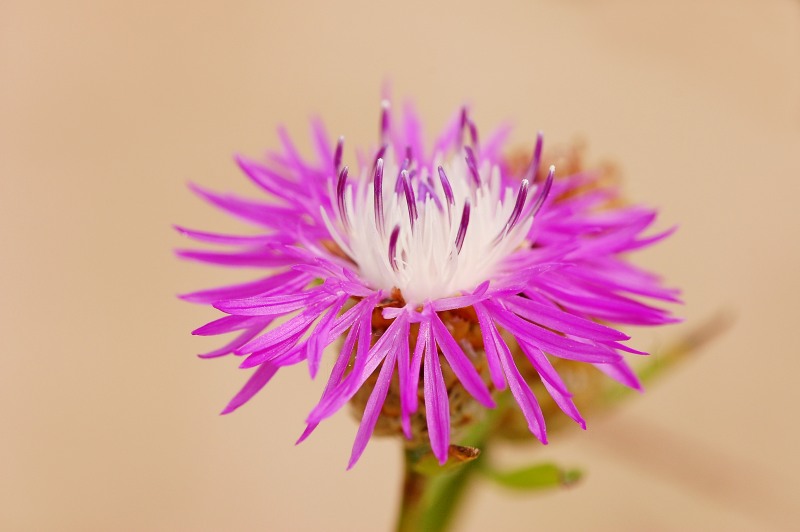 Aster (Centaurea jacea)